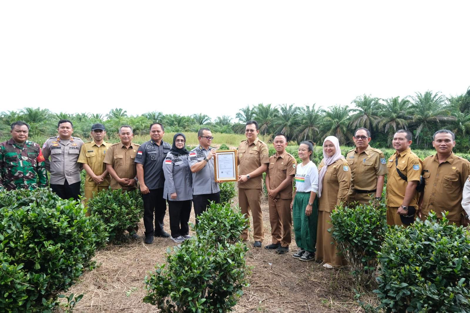 Sertifikat Indikasi Geografis Resmi Diserahkan, Teh Tayu Jebus Jadi Kebanggaan Bangka Barat